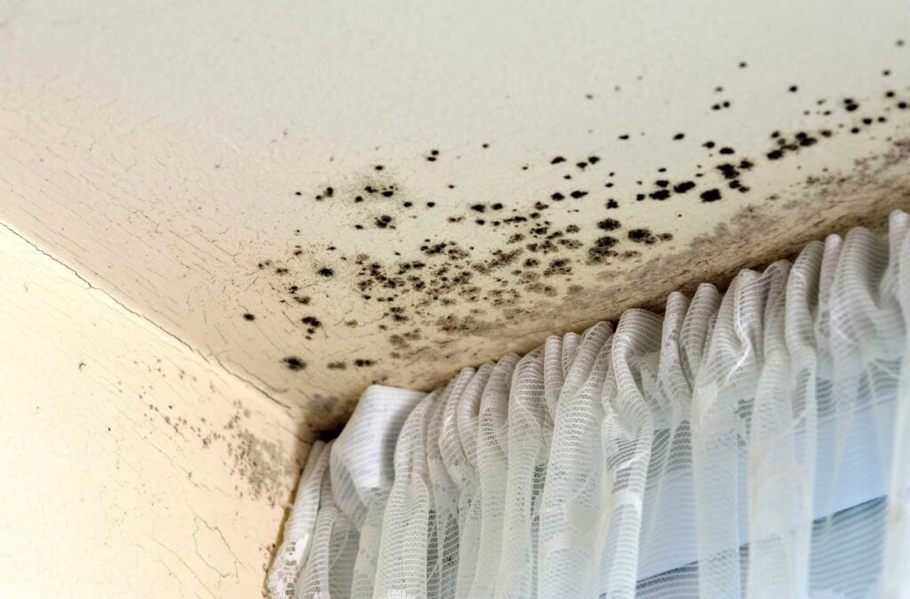 Black mold spots growing on a ceiling corner above a white lace curtain.