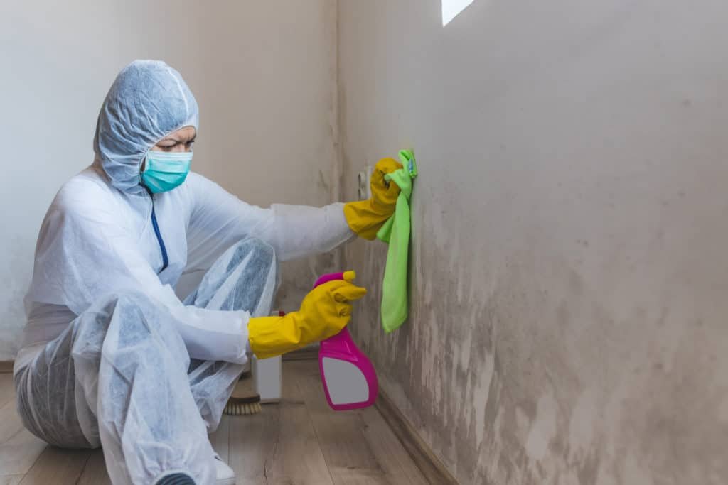 remove mold safely