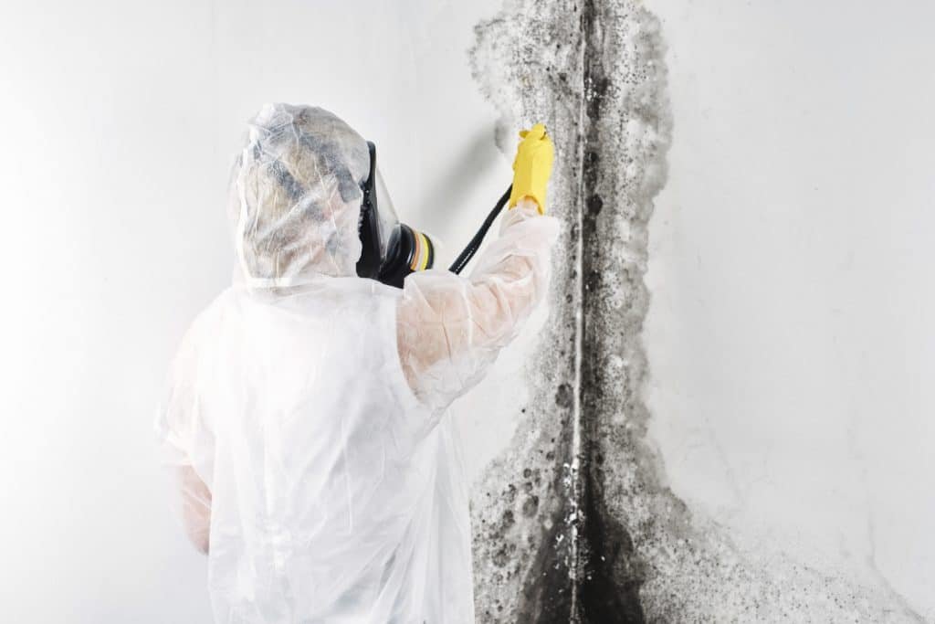 mold removal cost