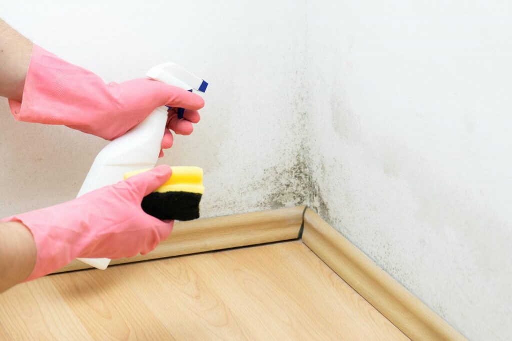 3 Best Insurance Tips for Mold Remediation