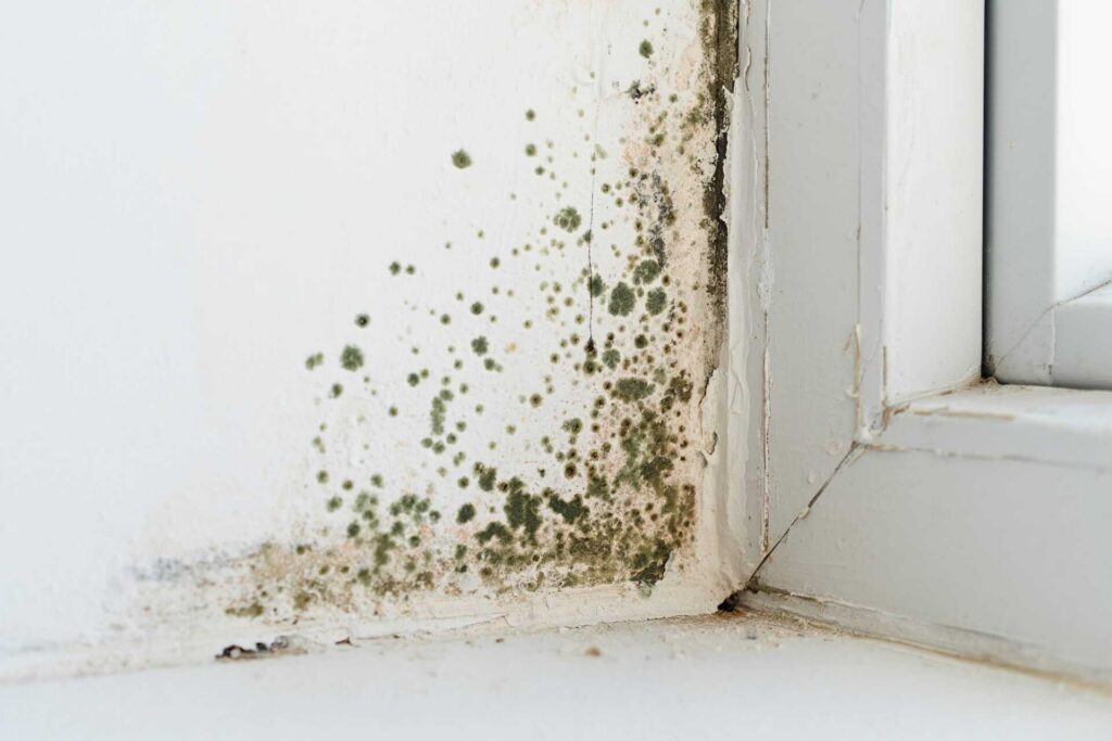 Black mold growing on a white wall corner near a window frame.