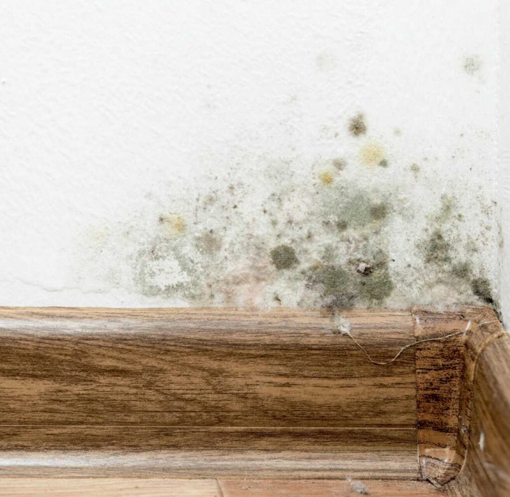Mastering Black Mold Removal: A Homeowner's Guide