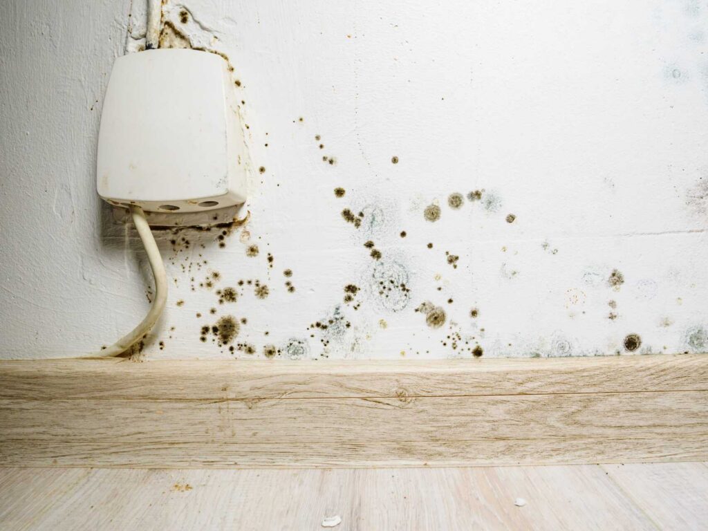 Black mold spots growing on a white wall near a white electrical outlet and wooden baseboard.