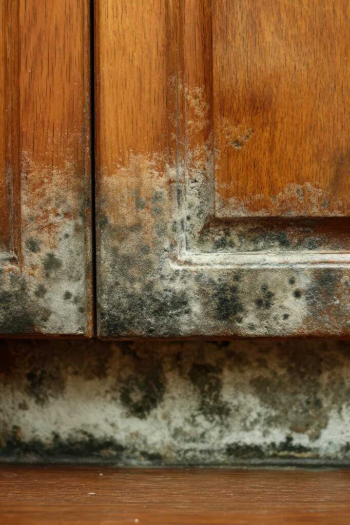 Why Choose Affordable Mold Remediation After Flooding?