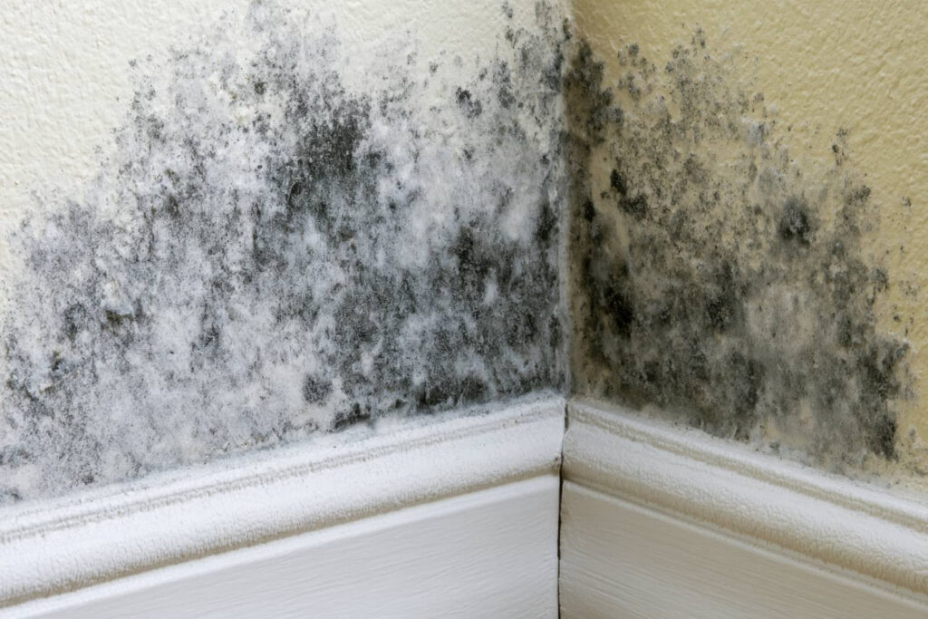 Mold growing on a wall corner above white baseboards.