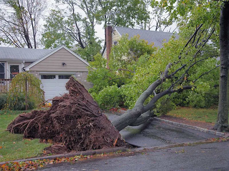 Uprooted tree fallen across a driveway in front of a house.